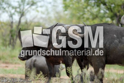 Afrikanischer Büffel (86 von 102).jpg